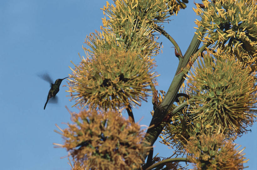 无人,横图,室外,白天,龙舌兰,蜂鸟,野生动物,叶子,古巴,加勒比海,鸟类,茎,飞,天空,大西洋,摄影,希望,西印度群岛,拉丁美洲,万里无云,番麻,彩图,付出,龙舌掌