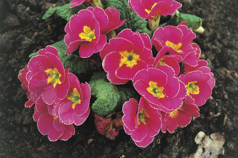 无人,横图,俯视,室外,特写,白天,叶子,花瓣,花朵,粉色,自然,摄影,生长,生物学,樱草花,彩图,高角度拍摄,报春花科