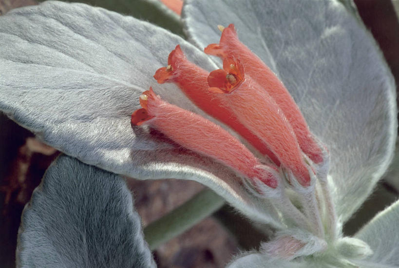 无人,横图,室外,特写,白天,植物,叶子,茎,自然,摄影,生长,生物学,非洲堇,叶脉,彩图