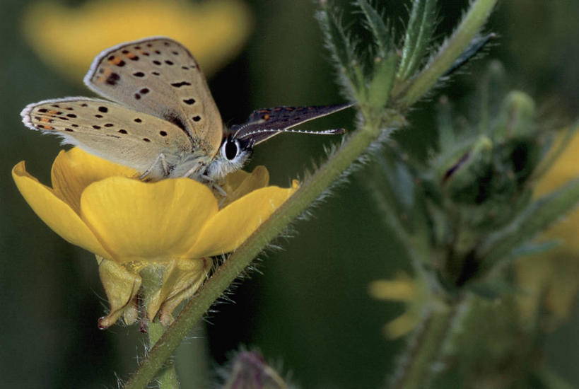 无人,横图,室外,特写,白天,野生动物,蝴蝶,茎,花,花瓣,黄色,吸,摄影,授粉,彩图,动物学