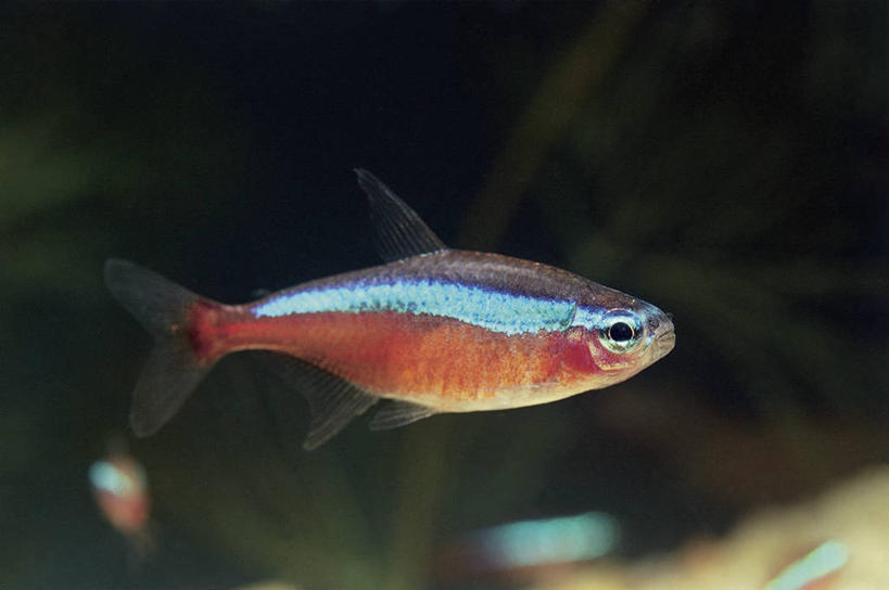 游泳,无人,横图,室内,特写,水下,水,野生动物,珊瑚,水族馆,自然,摄影,生物学,水虎鱼,暗礁,彩图