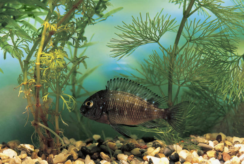 游泳,无人,横图,室内,特写,水下,水,植物,热带鱼,野生动物,斑点,水族馆,自然,鹅卵石,摄影,丽体鱼,彩图