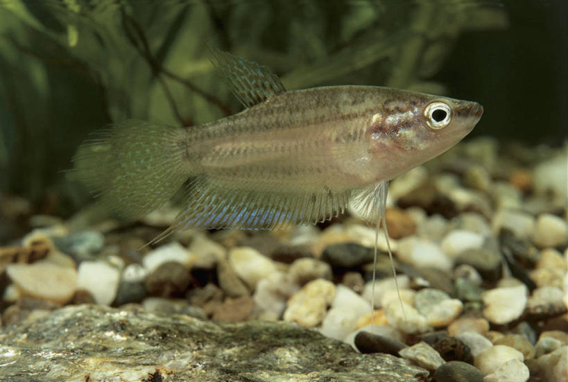 游泳,无人,横图,室内,特写,水下,水,植物,野生动物,鱼类,水族馆,自然,鹅卵石,摄影,生物学,彩图