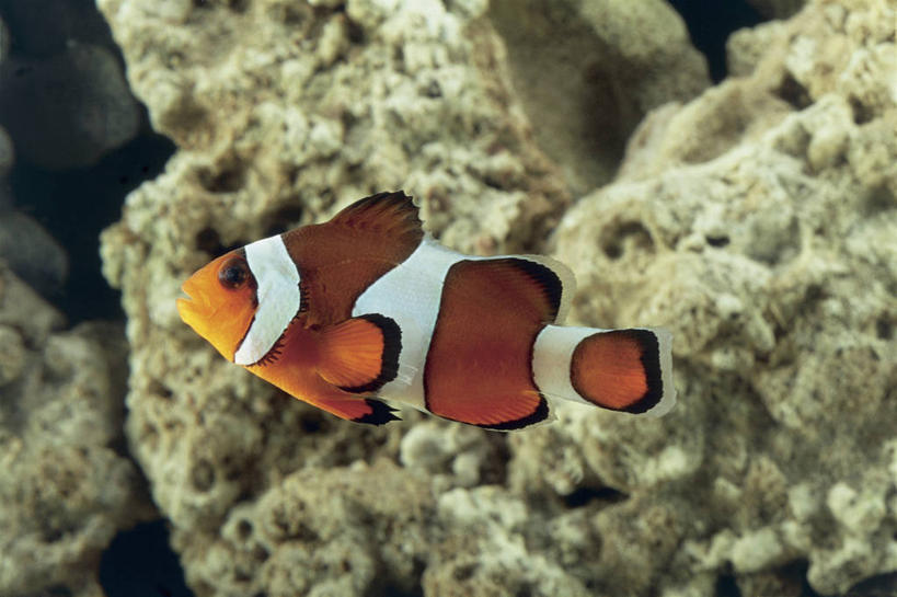 游泳,无人,横图,室内,特写,水下,水,野生动物,珊瑚,小丑鱼,水族馆,自然,摄影,生物学,海葵鱼,暗礁,彩图