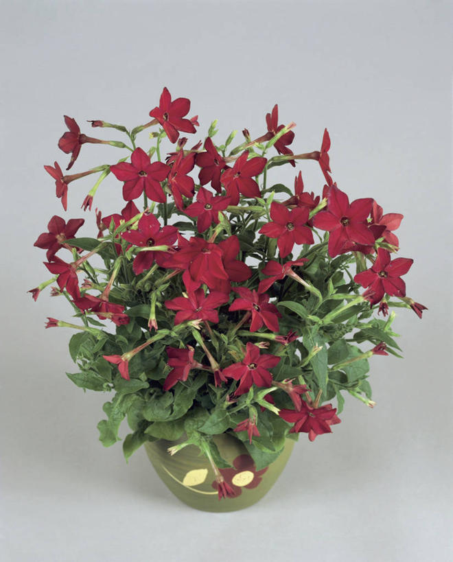 无人,竖图,室内,特写,白色背景,植物,叶子,花蕾,花,花瓣,摄影,生长,生物学,脆弱,花烟草,彩图,影棚拍摄