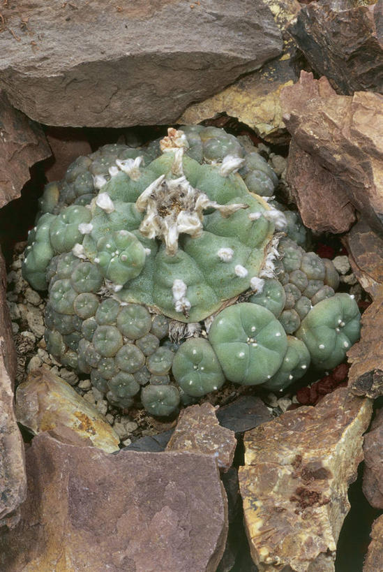 无人,竖图,室外,特写,白天,植物,仙人球,仙人掌,火焰,草药,中药,一个,自然,摄影,生长,单个,生物学,药材,中草药,中药材,本草,牛舌头,岩石,草球,玉芙蓉,仙巴掌,火掌,长盛球,霸王树,彩图,肉质植物