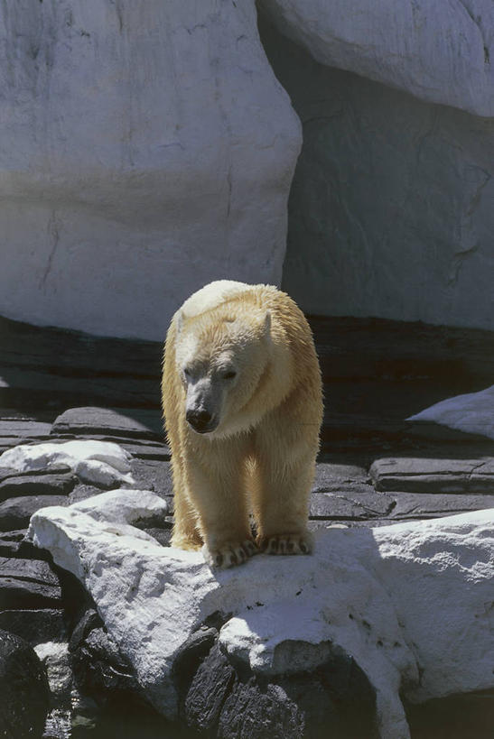 无人,竖图,室外,特写,白天,山,雪,北极熊,哺乳动物,野生动物,阴影,动物,摄影,气象,气候,岩石,彩图,动物学