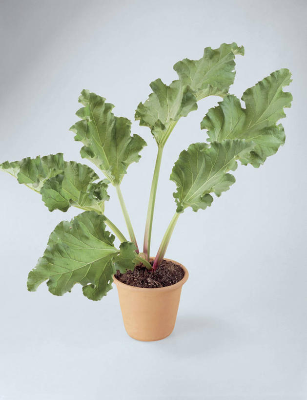 无人,竖图,俯视,室内,特写,白色背景,美景,植物,叶子,花盆,景观,园艺,饮食,绿色,自然,景色,摄影,生长,成长,生物学,清新,自然风光,彩图,高角度拍摄,影棚拍摄,蓼