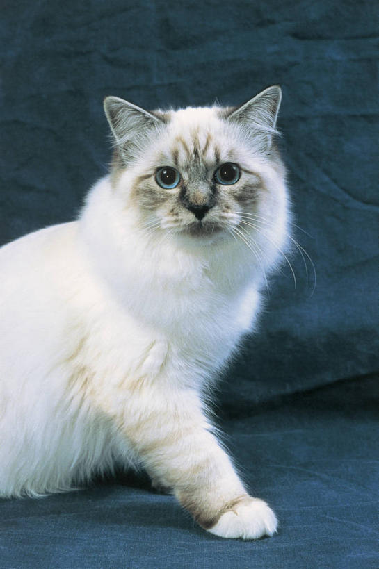 无人,竖图,室内,特写,哺乳动物,宠物,猫,野生动物,动物,家畜,摄影,生物学,猫科动物,彩图,动物学,好奇心