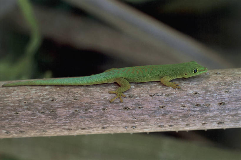 无人,横图,室外,特写,白天,壁虎,野生动物,非洲,枝,绿色,摄影,彩图,动物学