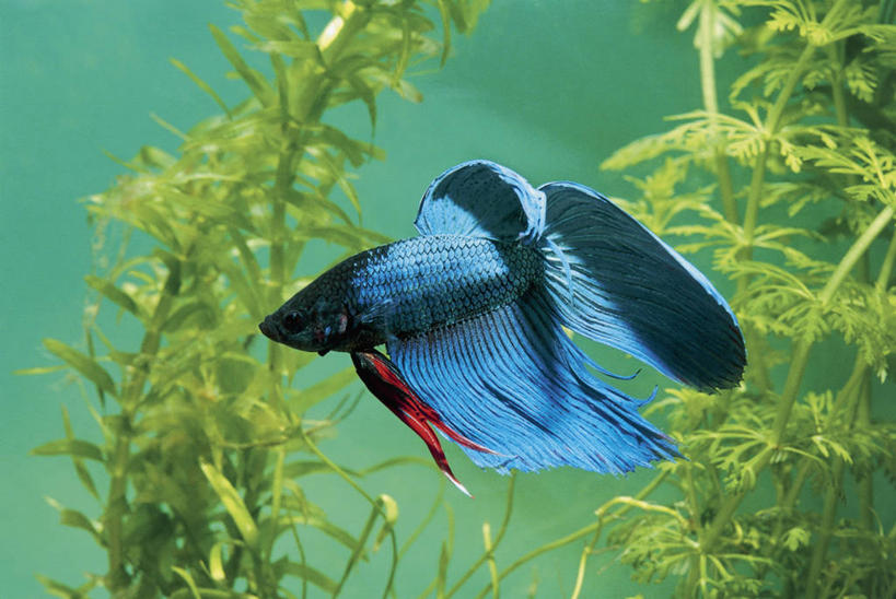 游泳,无人,横图,室内,特写,水下,水,植物,野生动物,水族馆,蓝色,自然,摄影,生物学,暹罗斗鱼,彩图