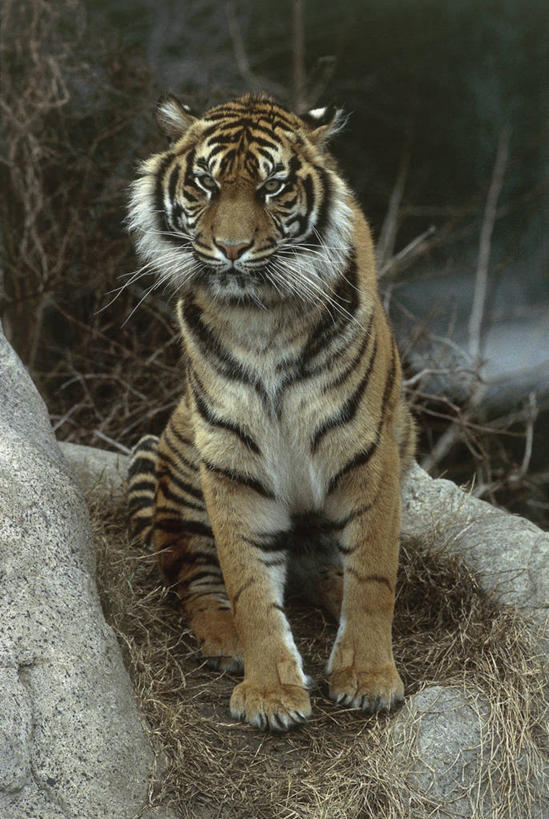 无人,竖图,室外,特写,白天,正面,哺乳动物,野生动物,印度尼西亚,亚洲,动物,摄影,野猫,猫科动物,苏门答腊虎,濒危物种,岩石,彩图