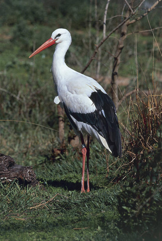无人,竖图,室外,特写,白天,森林,野生动物,鸟类,田地,草,绿色,摄影,鹳,白鹳,喙,彩图,动物学