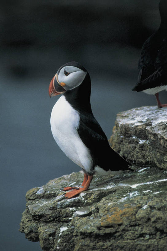 无人,竖图,室外,特写,白天,海鸟,鸟,野生动物,鸟类,动物,两只,可爱,摄影,栖息,活泼,角嘴海雀,海雀,岩石,彩图,动物学