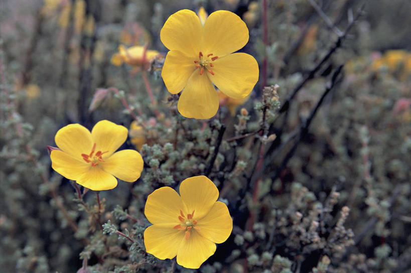 无人,横图,室外,特写,白天,智利,茎,花瓣,黄色,自然,南美,摄影,天竺葵,拉丁美洲,彩图