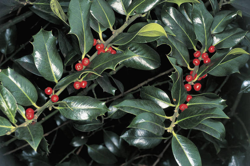 无人,横图,室外,特写,白天,浆果,水果,叶子,光线,枝,光芒,饮食,冬青树,树,红色,自然,摄影,生长,生物学,彩图