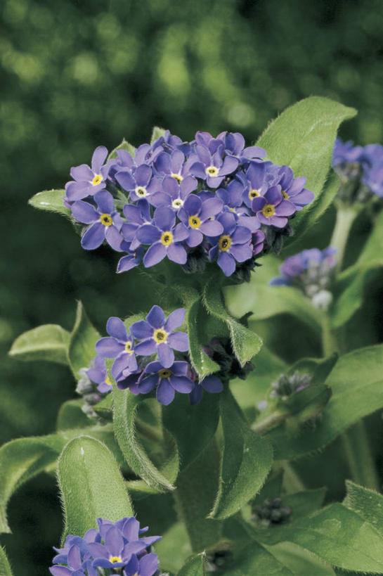 无人,竖图,室外,特写,白天,勿忘我,叶子,花瓣,紫色,自然,摄影,生长,生物学,雄蕊,清新,琉璃苣,彩图,对焦