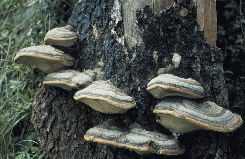 无人,横图,室外,特写,白天,树皮,树干,自然,摄影,生长,真菌,彩图