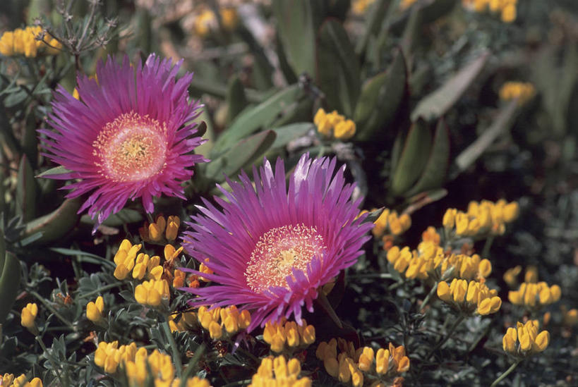 无人,横图,室外,特写,白天,法国,欧洲,粉色,黄色,自然,摄影,科西嘉,地中海文化,清新,彩图