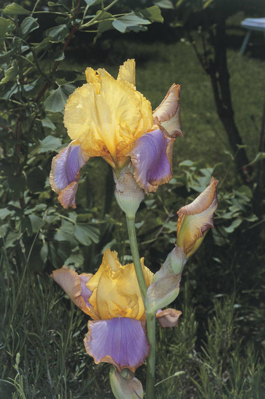 无人,竖图,室外,特写,白天,爱情,友谊,叶子,鸢尾花,茎,花瓣,黄色,自然,摄影,生长,生物学,脆弱,鸢尾,紫蝴蝶,蓝蝴蝶,扁竹花,彩图,爱丽丝,爱丽丝花