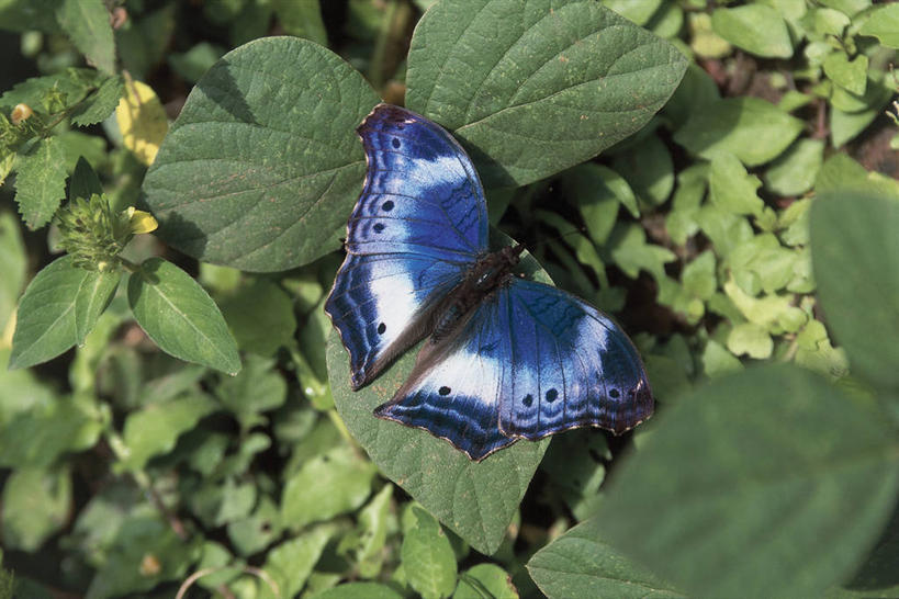 无人,横图,俯视,室外,特写,白天,野生动物,蝴蝶,叶子,非洲,自然,摄影,栖息,多哥,彩图,高角度拍摄,对焦,动物学