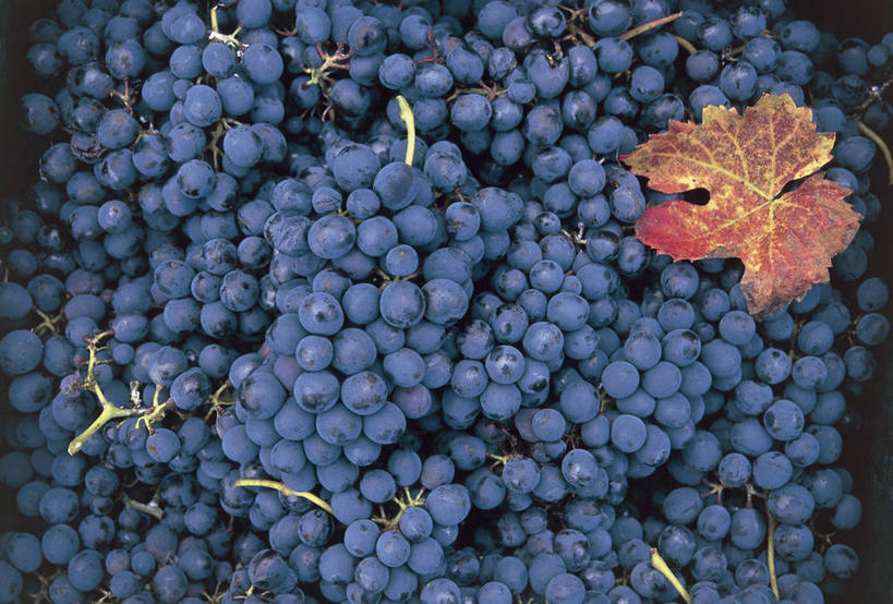 无人,横图,室外,特写,白天,背景,葡萄,静物,水果,叶子,意大利,欧洲,许多,丰富,很多,串,饮食,蓝色,藤蔓,摄影,堆,锡耶纳,地中海文化,清新,健康食物,托斯卡纳区,藤蔓植物,彩图,全画面,全框架,全帧,全画幅,蒙塔西诺