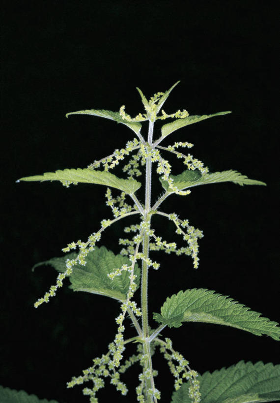 无人,竖图,室内,特写,植物,叶子,黑色背景,茎,摄影,生长,生物学,刺荨麻,彩图,影棚拍摄