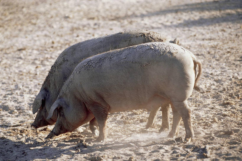 无人,站,横图,室外,特写,白天,哺乳动物,野生动物,猪,西班牙,欧洲,沙子,动物,两只,家畜,摄影,牲畜,国家公园,地中海文化,彩图,家猪