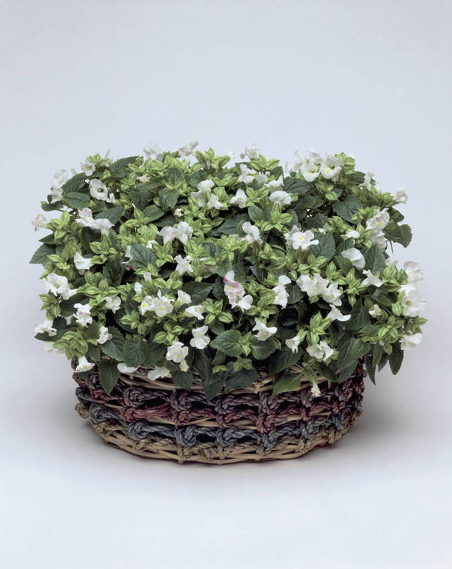 无人,竖图,室内,特写,白色背景,植物,叶子,篮子,摄影,生长,生物学,毛地黄,彩图,影棚拍摄