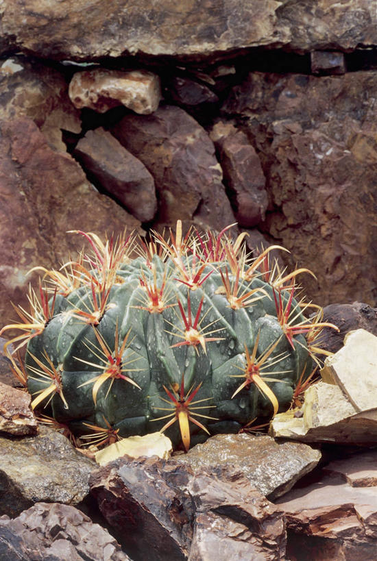 无人,竖图,室外,白天,仙人掌,自然,摄影,生长,保护,荆棘,岩石,彩图,肉质植物