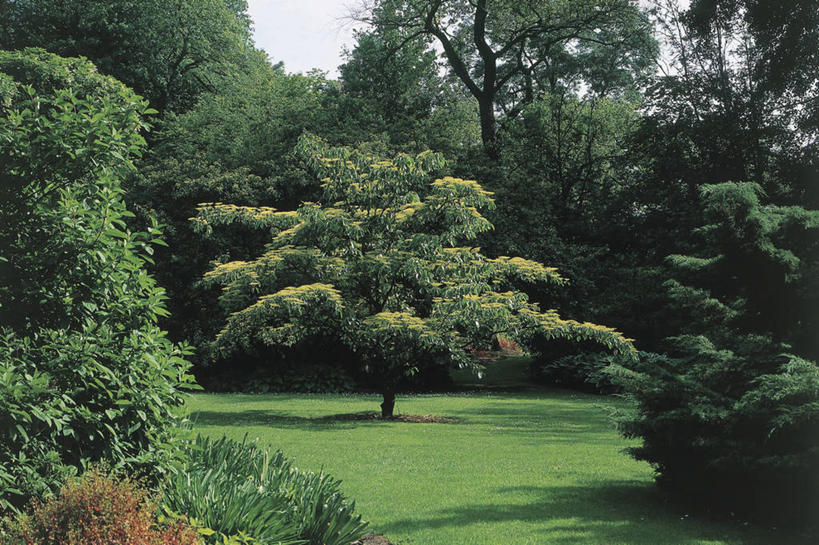 无人,横图,室外,白天,太阳,比利时,欧洲,阴影,树,天空,自然,摄影,生长,山茱萸,彩图