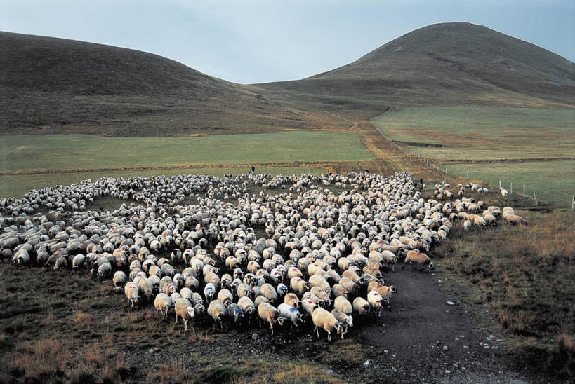 无人,横图,俯视,室外,白天,哺乳动物,野生动物,法国,欧洲,地形,田地,草,天空,自然,动物,家畜,摄影,牲畜,地中海文化,奥弗涅,绵羊,彩图,高角度拍摄