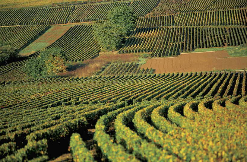 无人,横图,俯视,室外,白天,农业,农作物,美景,法国,欧洲,景观,田地,树,风景,自然,景色,摄影,生长,宁静,地中海文化,自然风光,法国文化,布根地,彩图,高角度拍摄,波马尔