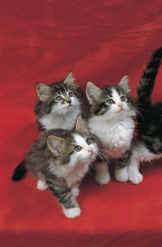 无人,坐,竖图,俯视,室内,特写,纯洁,哺乳动物,宠物,猫,野生动物,四只,小猫,动物,向上看,家畜,可爱,童年,童趣,摄影,生物学,猫科动物,童真,烂漫,无邪,斑纹猫,挪威森林猫,天真,彩图,高角度拍摄,动物行为,动物学,好奇心