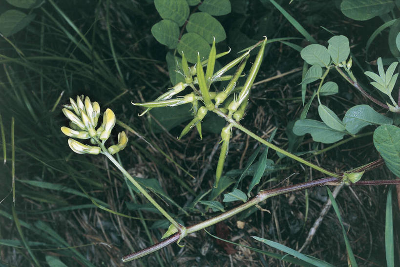 无人,横图,俯视,室外,特写,白天,叶子,茎,花蕾,饮食,自然,摄影,生长,生物学,豌豆系,彩图,高角度拍摄