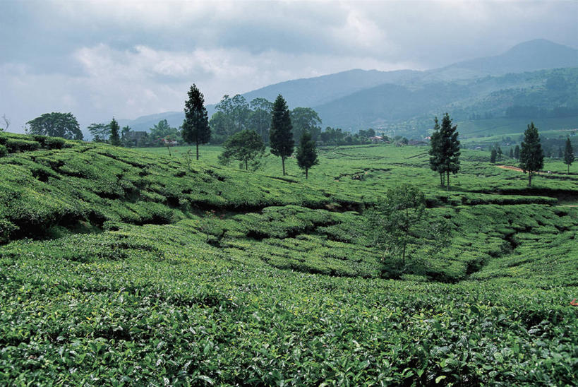 无人,农场,横图,俯视,室外,白天,农业,山,山脉,印度尼西亚,亚洲,田地,云,茶叶,饮食,树,绿色,风景,天空,自然,摄影,生长,宁静,苏门答腊岛,彩图,高角度拍摄