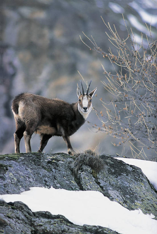 无人,站,竖图,室外,白天,侧面,旅游,度假,美景,山,雪,哺乳动物,野生动物,意大利,欧洲,羚羊,景观,冬天,娱乐,自然,动物,享受,休闲,景色,放松,季节,摄影,食草动物,宁静,地中海文化,自然风光,偶蹄目,意大利文化,大帕拉迪索国家公园,岩石,山羊,彩图,动物学,岩羚羊