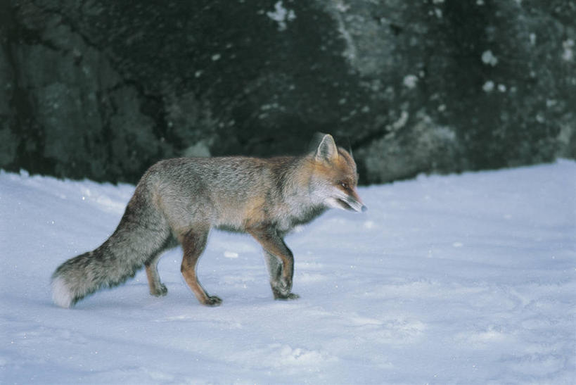 无人,横图,室外,白天,侧面,雪,哺乳动物,野生动物,意大利,欧洲,地形,雪花,冬天,下雪,天气,动物,寒冷,季节,摄影,地中海文化,野狗,大帕拉迪索国家公园,红狐,步行,彩图,动物学