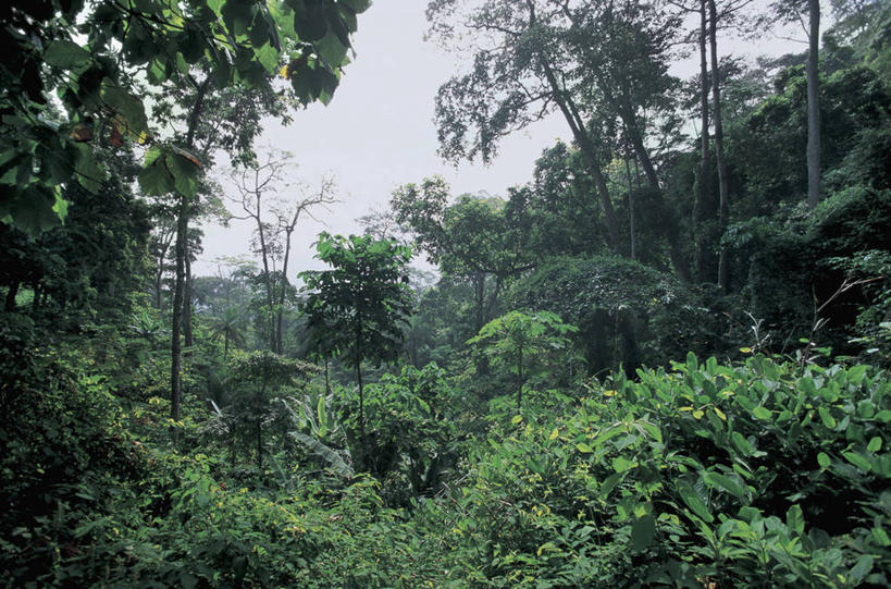 无人,横图,室外,白天,旅游,度假,美景,森林,非洲,景观,娱乐,树,绿色,天空,自然,享受,休闲,景色,放松,摄影,宁静,自然风光,热带雨林,西非,多哥,自然地理,彩图,旅行,雨林