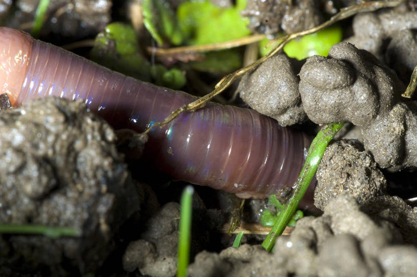 无人,横图,室外,特写,白天,野生动物,泥土,无脊椎动物,动物,摄影,蚯蚓,蠕虫,岩石,彩图,环节动物