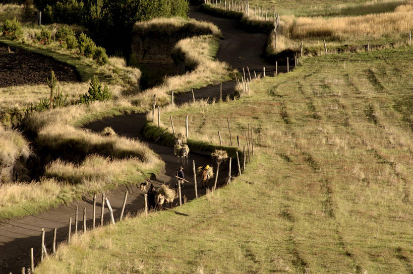 两个人,站,横图,俯视,室外,白天,火山,山,路,哺乳动物,野生动物,厄瓜多尔,四只,形状,弯曲,地形,山谷,拿着,草,树,自然,动物,地标建筑,家畜,南美,运输,摄影,食草动物,环境,南美洲,拉丁美洲,运送,美洲,驴,自然现象,偶蹄目,亚美利加洲,南亚美利加洲,驴子,厄瓜多尔共和国,活火山,死火山,彩图,高角度拍摄,旅行,钦博拉索山