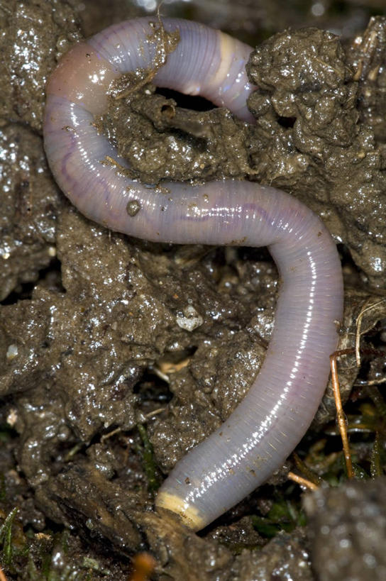 无人,竖图,室外,特写,白天,野生动物,光线,泥土,光芒,无脊椎动物,动物,摄影,泥,蚯蚓,呼吸系统,蠕虫,彩图,环节动物