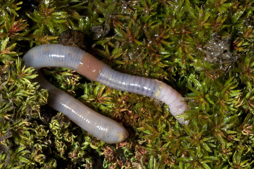 无人,横图,室外,特写,白天,野生动物,无脊椎动物,草,动物,摄影,蚯蚓,蠕虫,彩图,环节动物