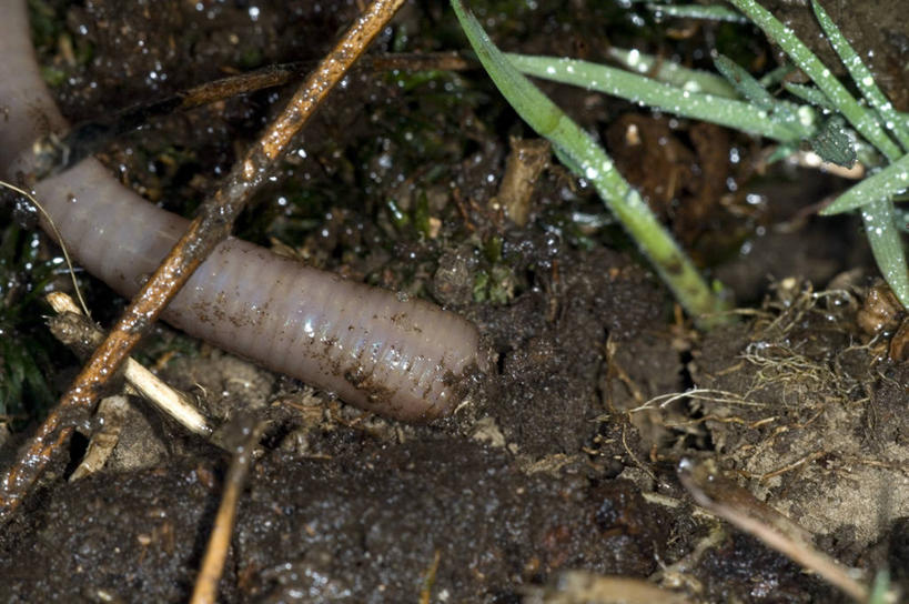 无人,横图,室外,特写,白天,野生动物,泥土,无脊椎动物,动物,摄影,泥,蚯蚓,蠕虫,彩图,环节动物