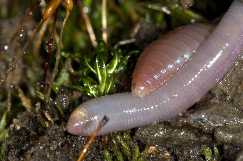 无人,横图,室外,特写,白天,野生动物,光线,泥土,光芒,无脊椎动物,动物,摄影,蚯蚓,蠕虫,彩图,环节动物