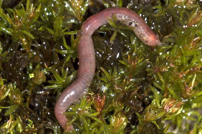 无人,横图,室外,特写,白天,野生动物,湿,光线,泥土,光芒,无脊椎动物,草,动物,摄影,蚯蚓,蠕虫,彩图,环节动物