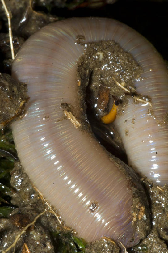 无人,竖图,室外,特写,白天,野生动物,泥土,无脊椎动物,动物,摄影,泥,蚯蚓,蠕虫,彩图,环节动物