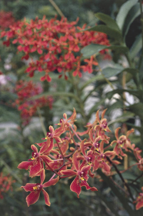 无人,竖图,室外,白天,新加坡,花,红色,自然,摄影,环境,兰花,彩图,国家胡姬园