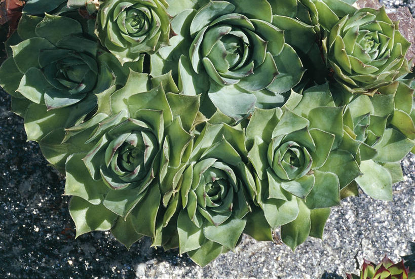 无人,横图,俯视,室外,白天,仙人掌,叶子,自然,摄影,环境,式样,彩图,高角度拍摄,肉质植物