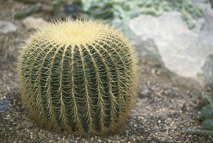 无人,横图,室外,白天,仙人掌,锐利,自然,摄影,生长,环境,锋利,桶仙人掌,尖锐,气候,荆棘,濒危物种,彩图,肉质植物